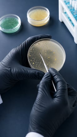 fungal microbial enomeration